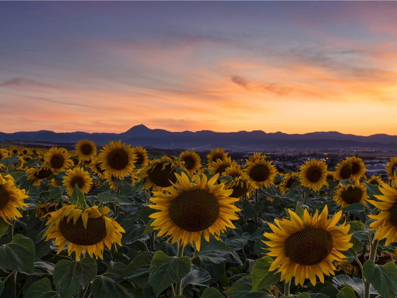 腾骧磊落三万匹,皆与此图筋骨同的出处意思赏析