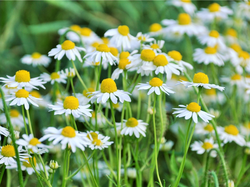 可怜九马争神骏,顾视清高气深稳的出处意思赏析