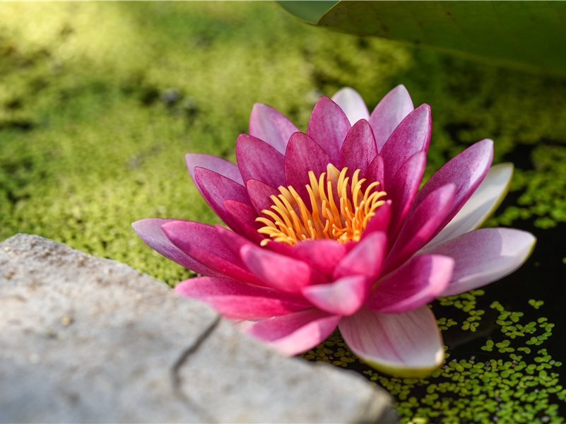 唯见林花落,莺啼送客闻的出处意思赏析