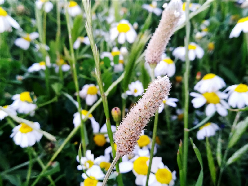 曾貌先帝照夜白,龙池十日飞霹雳的出处意思赏析