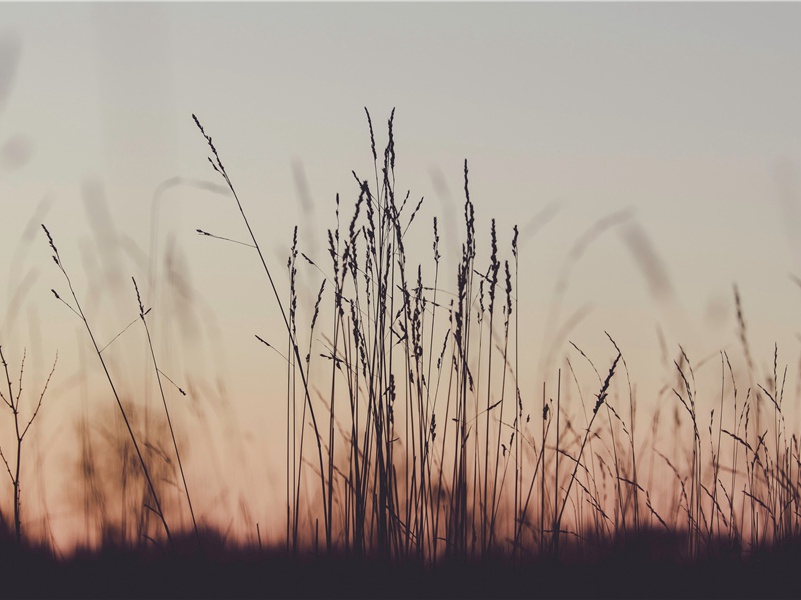 黄师塔前江水东,春光懒困倚微风出处意思赏析