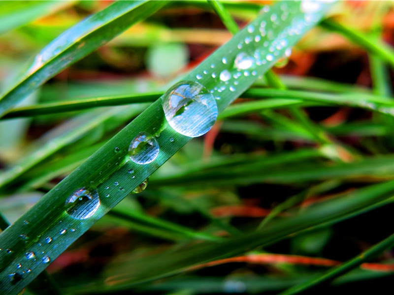 参差荇菜,左右采之,窈窕淑女,琴瑟友之出处意思赏析