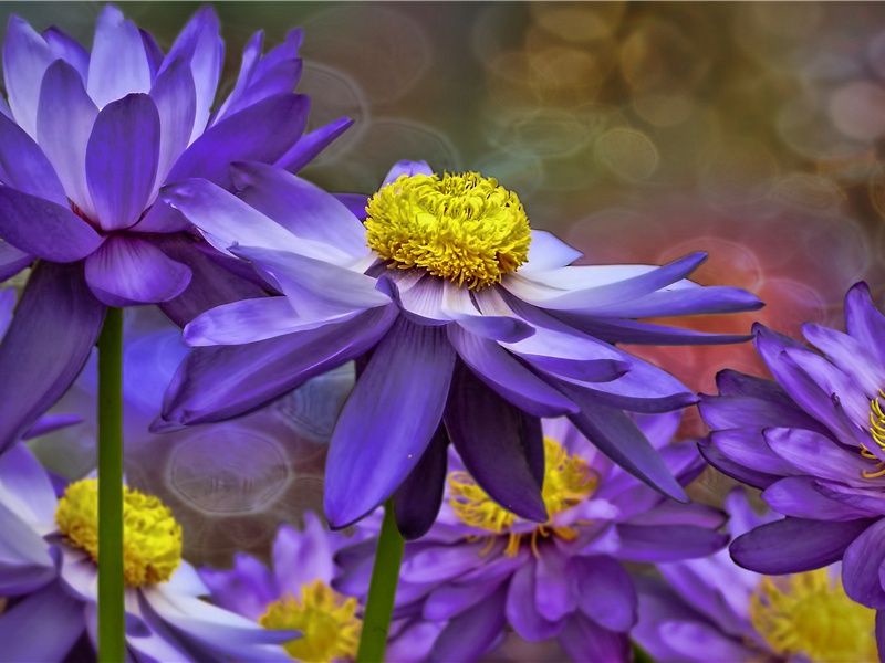 故园肠断处,日夜柳条新出处意思赏析