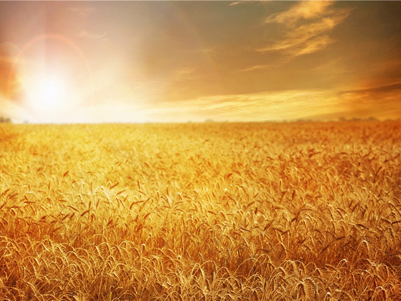 老翁逾墙走,老妇出门看出处意思赏析