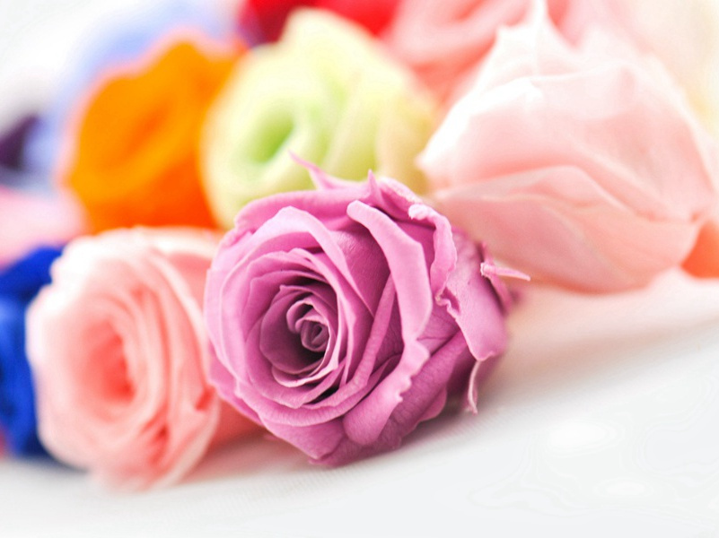 蝉·本以高难饱-原文句解题解赏析-李商隐古诗