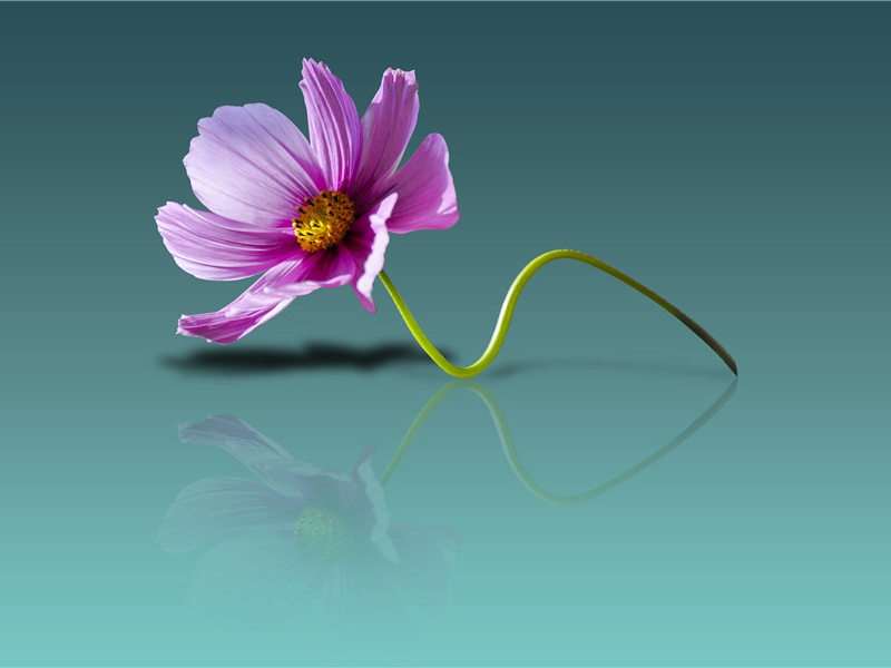 春草细还生,春雏养渐成出处意思赏析