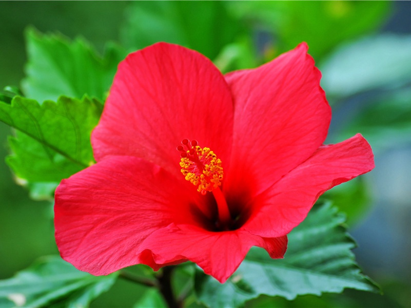 白雁西风紫塞,皂雕落日黄沙出处意思赏析