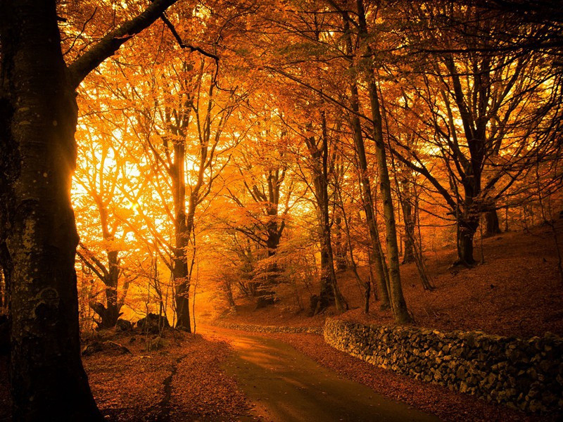 举头望云林,愧听慧鸟语出处翻译赏析