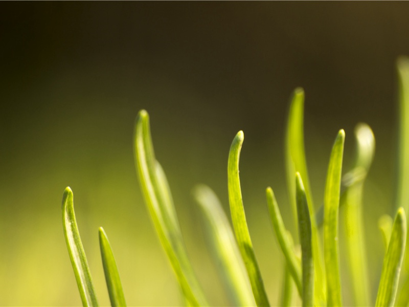 连理枝头花正开,妒花风雨便相催出处意思赏析