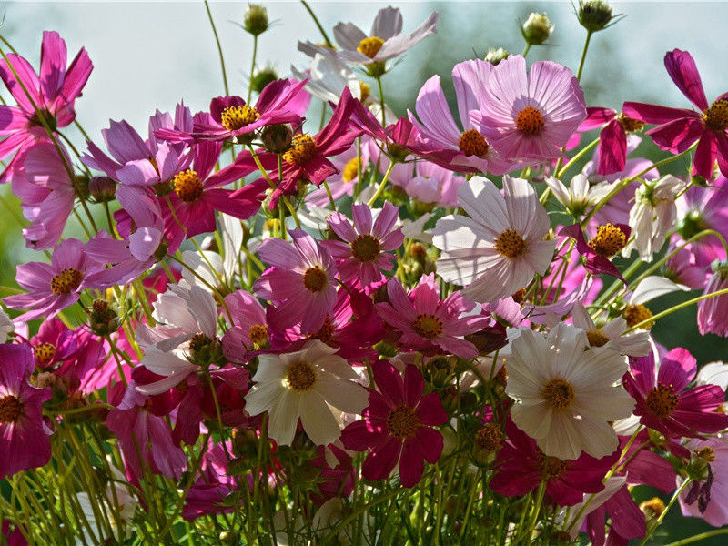 望岳-原文句解题解赏析-杜甫古诗