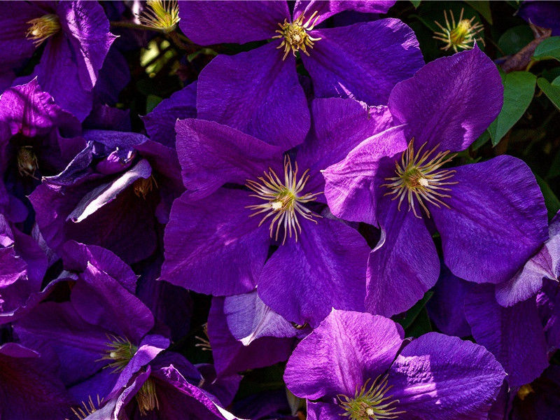 水流心不竞,云在意俱迟出处意思赏析