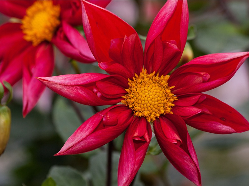 春望-原文句解题解赏析-杜甫古诗