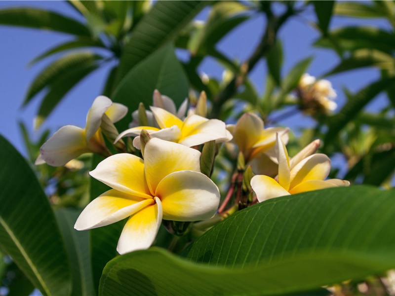 曲江二首其一·一片花飞减却春-原文句解题解赏析-杜甫古诗