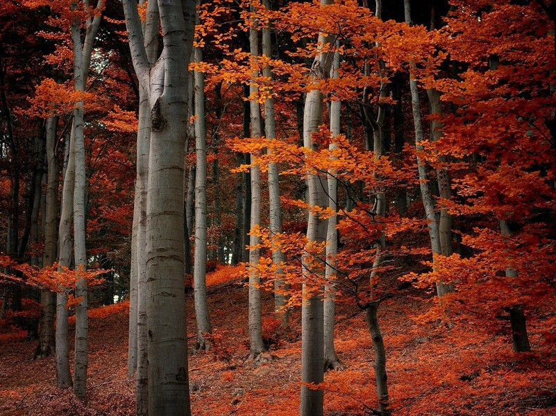 水流心不竞,云在意俱迟出处意思赏析