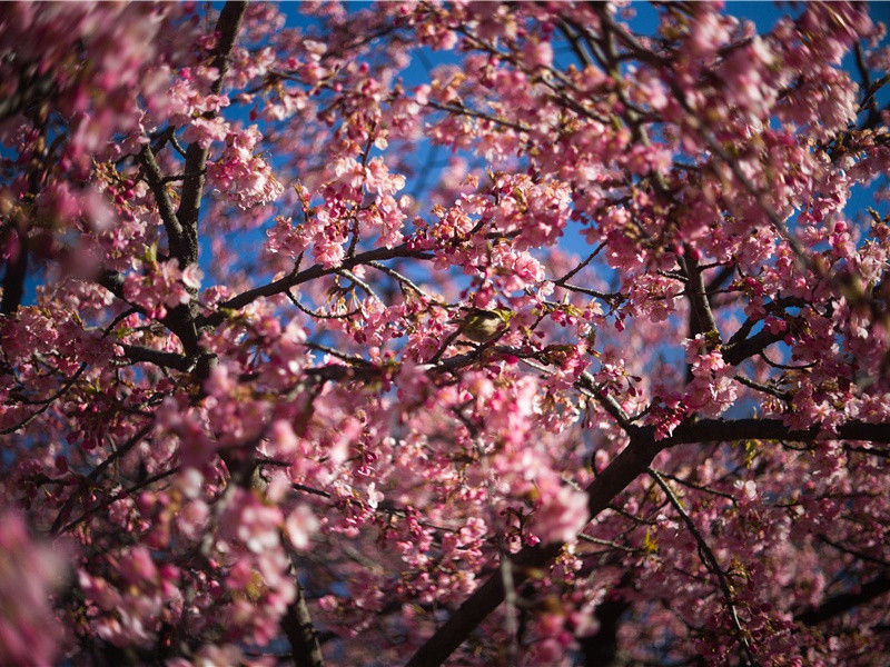 江村-原文句解题解赏析-杜甫古诗