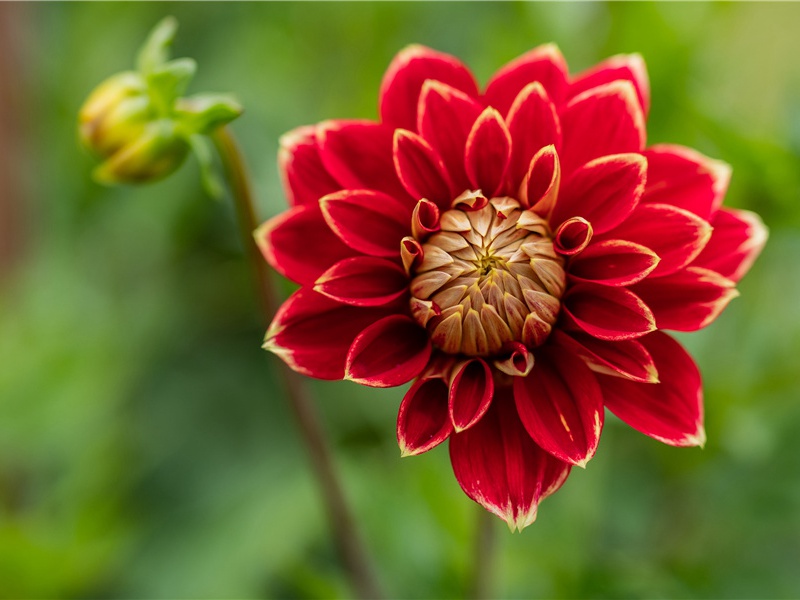 荆州麦熟茧成蛾,缲丝忆君头绪多出处意思赏析