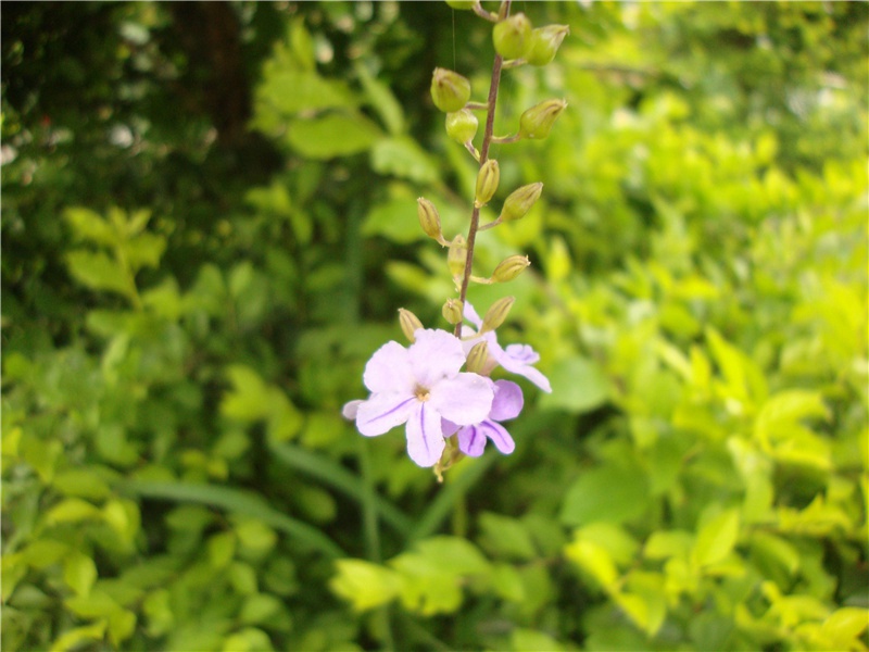 春夜喜雨-原文句解题解赏析-杜甫古诗