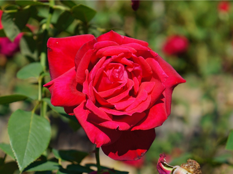 闻官军收河南河北-原文句解题解赏析-杜甫古诗