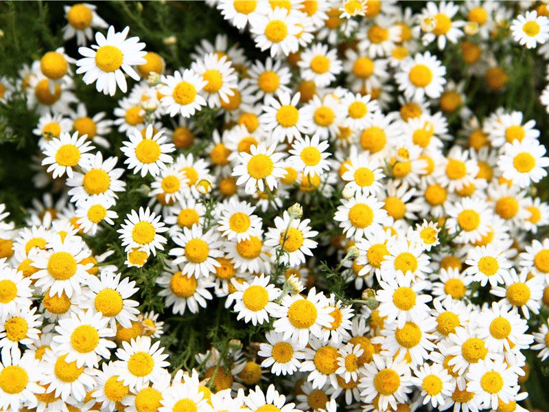 阁夜-原文句解题解赏析-杜甫古诗