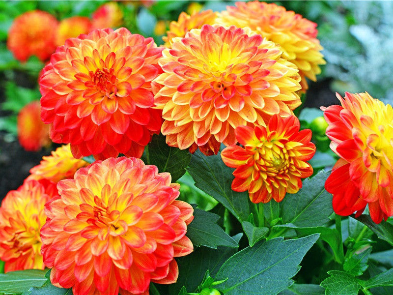 咏怀古迹五首其三·群山万壑赴荆门-原文句解题解赏析-杜甫古诗