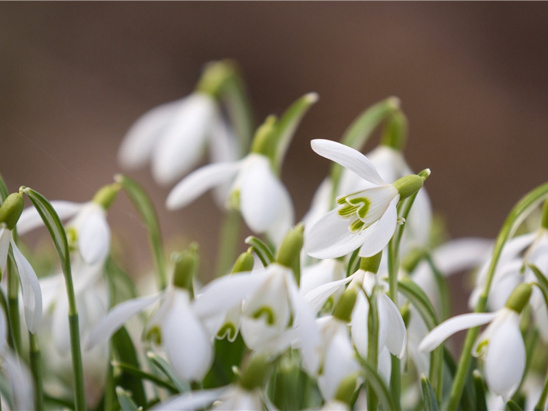老翁逾墙走,老妇出门看出处意思赏析