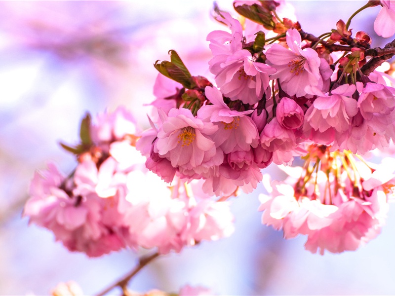 露清枕簟藕花香,恨悠扬出处意思赏析