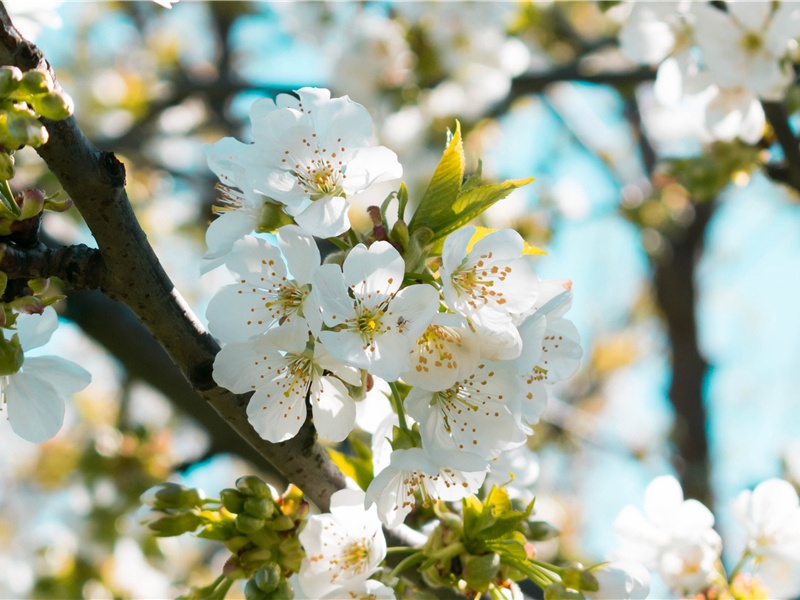 两岸猿声啼不住,轻舟已过万重山出处意思赏析