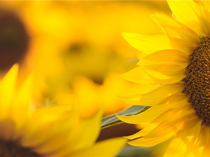 独夜忆秦关,听钟未眠客出处意思赏析