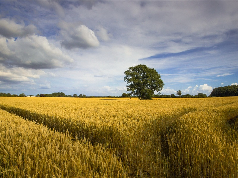 相思-原文句解题解赏析-王维古诗