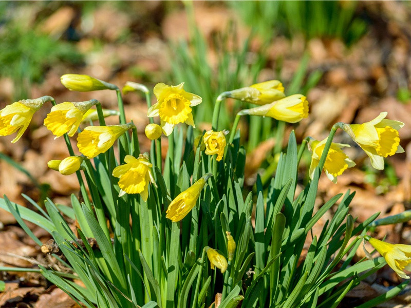 七夕今宵看碧霄,牵牛织女渡河桥出处意思赏析