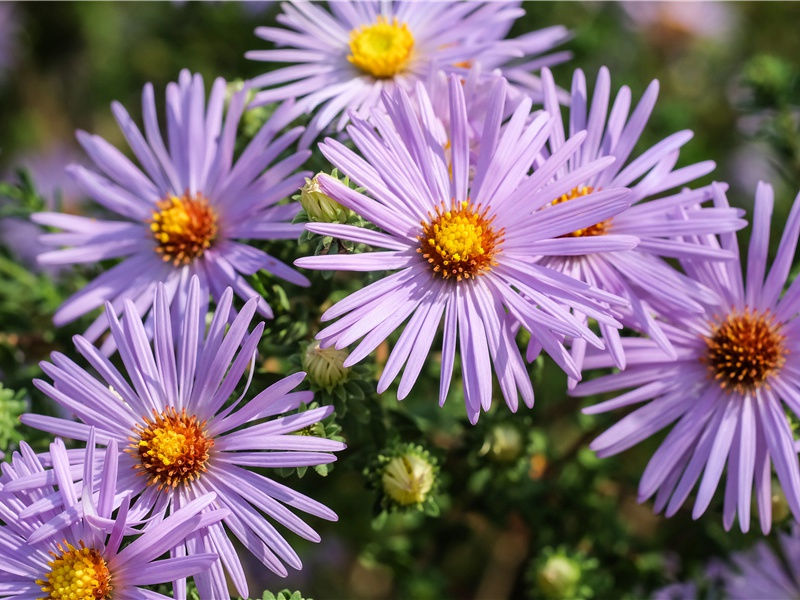 但使主人能醉客,不知何处是他乡出处意思赏析