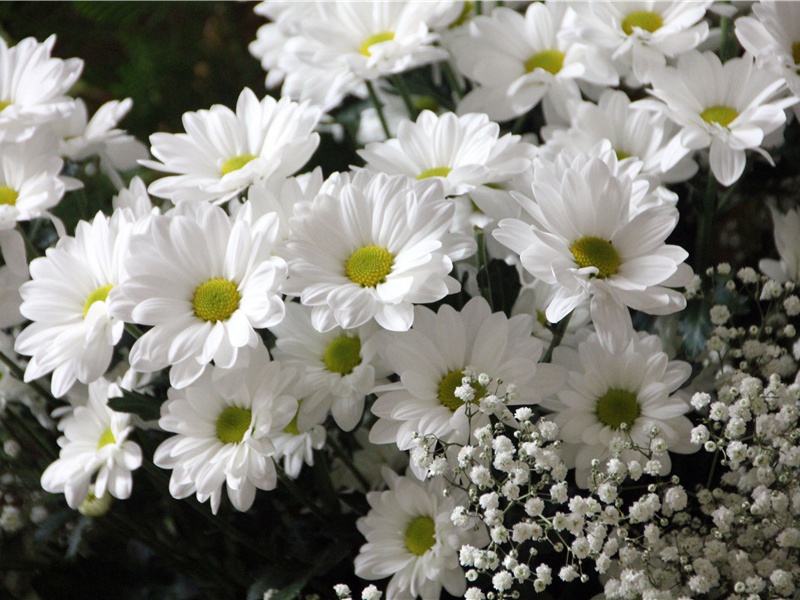 李白《襄阳歌》古诗翻译赏析阅读