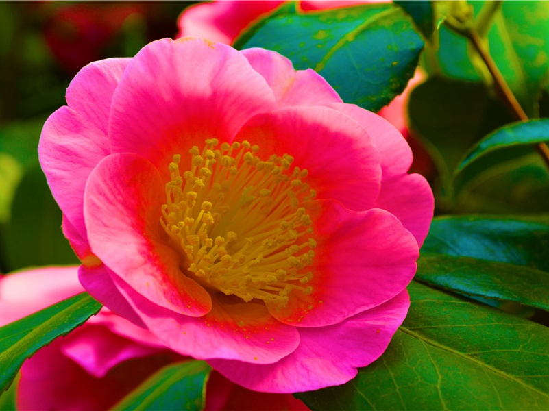 李白《杨叛儿》古诗翻译赏析阅读