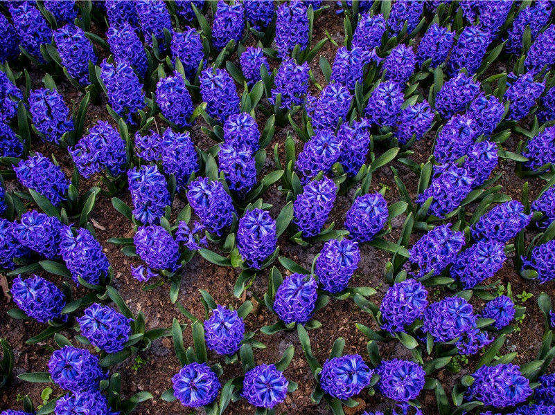 耿耿曙河微,神仙此夜稀出处意思赏析