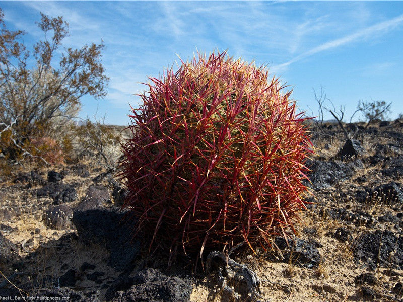 李白《哭宣城善酿纪叟》古诗翻译赏析阅读