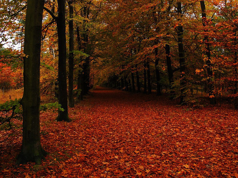 万里桥西一草堂,百花潭水即沧浪出处翻译赏析