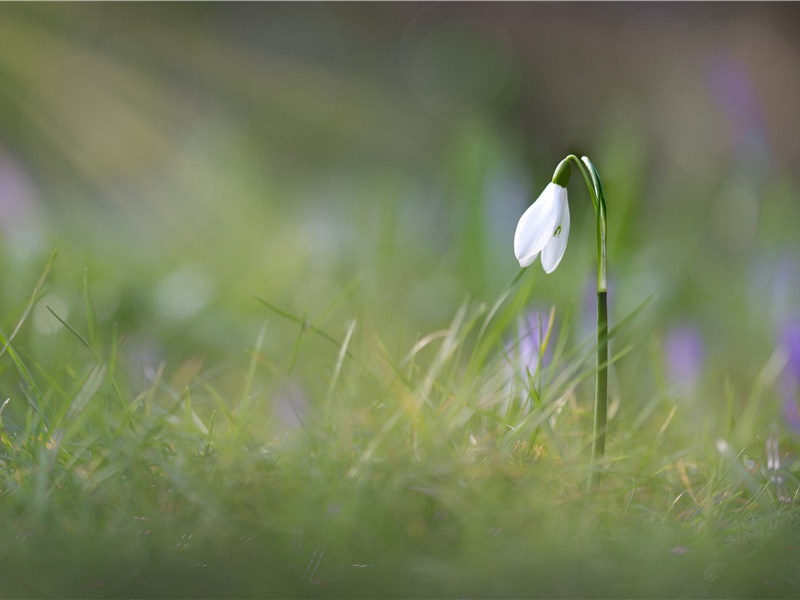 定风波·自春来-原文句解题解赏析-柳永古诗
