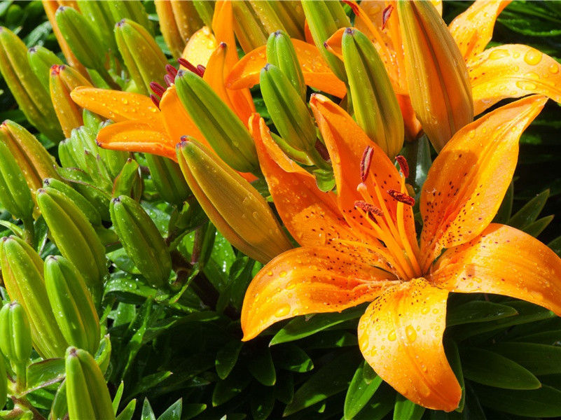 残柳宫前空露叶,夕阳川上浩烟波出处意思赏析