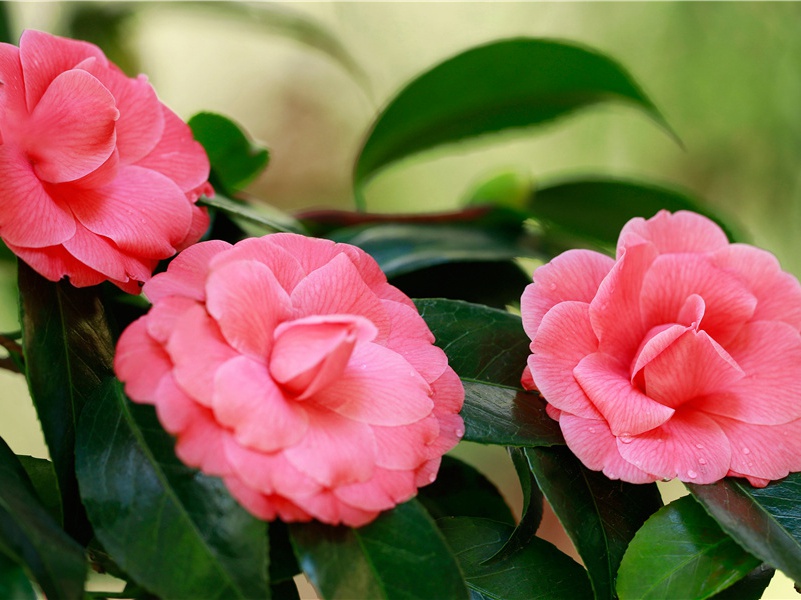 《夜发严滩》赏析-李清照的诗