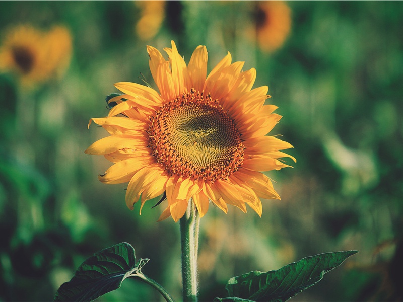 《题八咏楼》赏析-李清照的诗