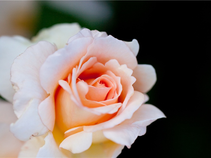 李白《赤壁歌送别》古诗翻译赏析阅读