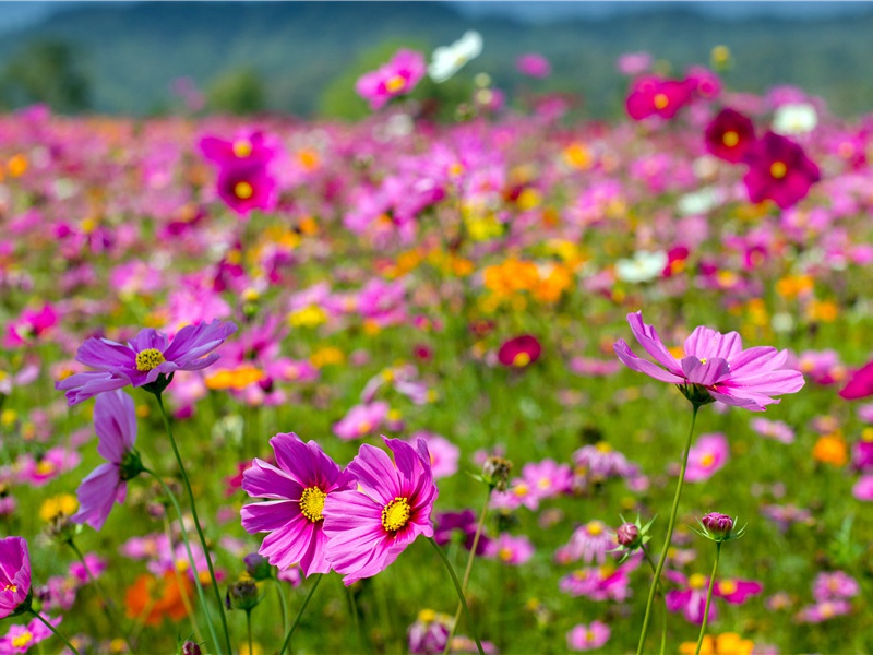 花门剺面请雪耻,慎勿出口他人狙的出处意思赏析