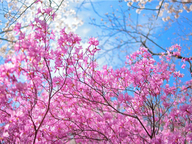 腰下宝玦青珊瑚,可怜王孙泣路隅的出处意思赏析