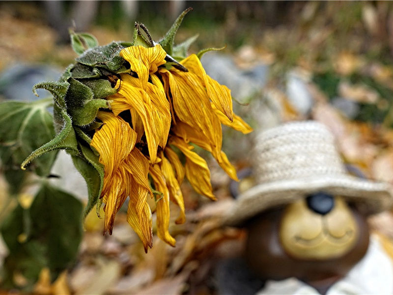 初发扬子寄元大校书-原文句解题解赏析-韦应物古诗