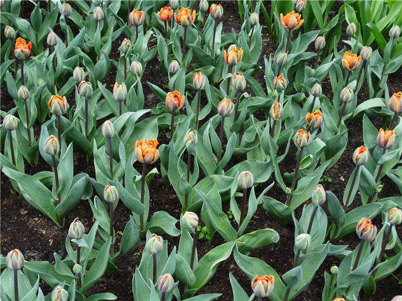 淮上即事寄广陵亲故-原文句解题解赏析-韦应物古诗