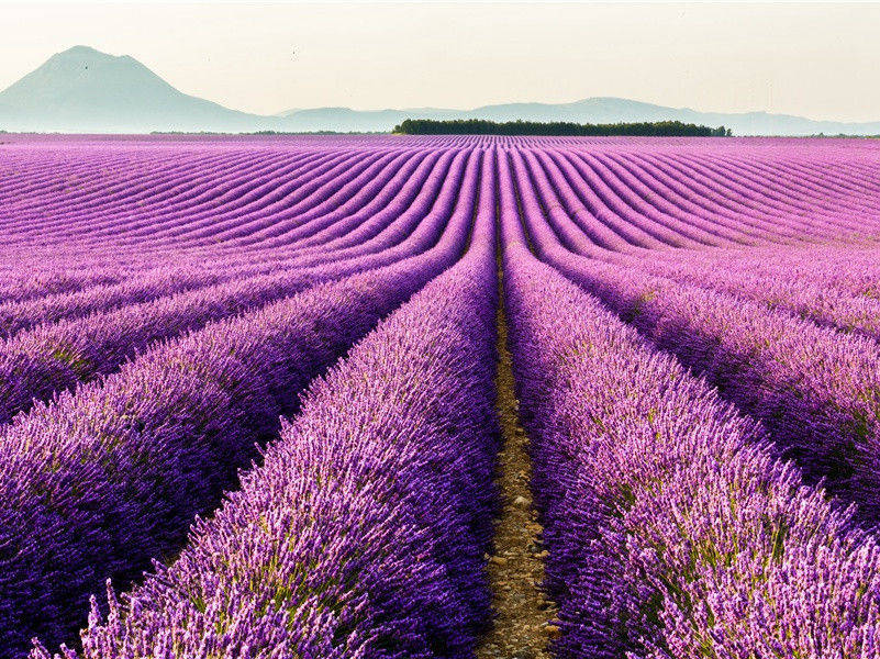 李白《春日独坐寄郑明府》古诗翻译赏析阅读