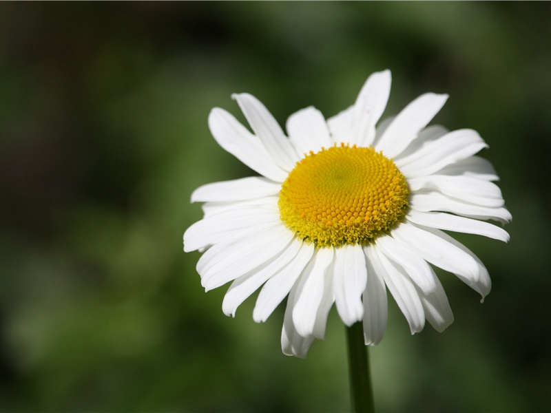 城边有古树,日夕连秋声出处意思赏析