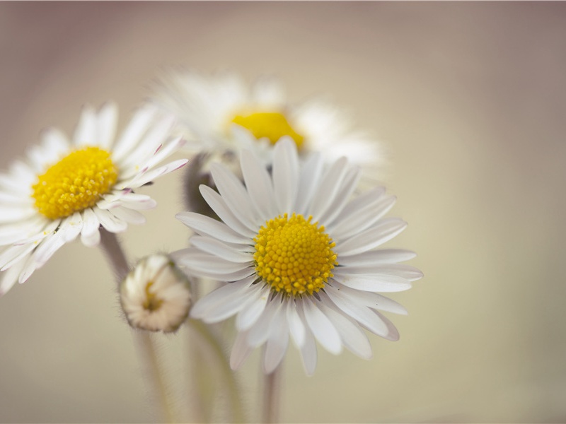 送杨氏女-原文句解题解赏析-韦应物古诗