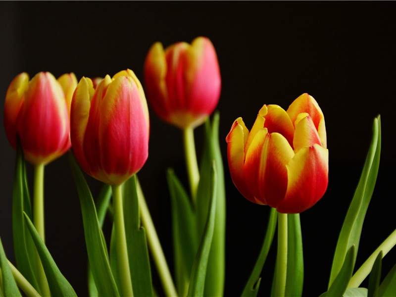 李白《春夜洛城闻笛》古诗翻译赏析阅读