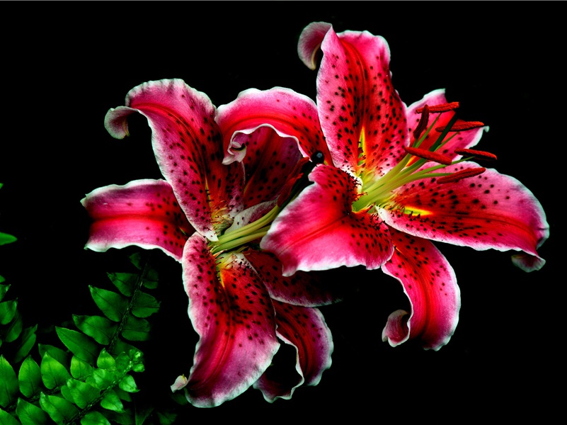 百战疲劳壮士哀,中原一败势难回出处意思赏析